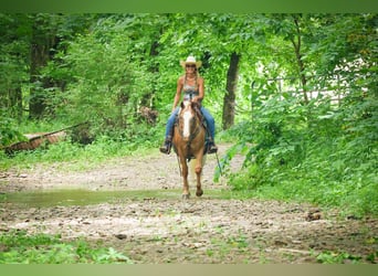 Appaloosa, Ruin, 5 Jaar, 145 cm, Palomino