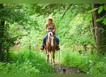 Appaloosa, Ruin, 5 Jaar, 145 cm, Palomino