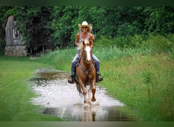Appaloosa, Ruin, 5 Jaar, 145 cm, Palomino