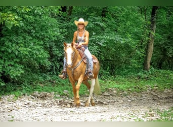 Appaloosa, Ruin, 5 Jaar, 145 cm, Palomino