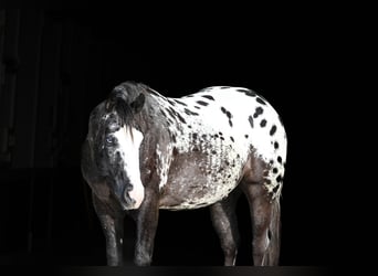Appaloosa, Ruin, 5 Jaar, 150 cm, Appaloosa