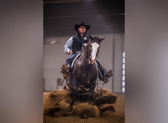 Appaloosa, Ruin, 5 Jaar, 150 cm, Appaloosa