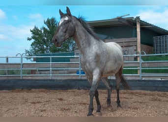 Appaloosa, Ruin, 5 Jaar, 150 cm, Bruin