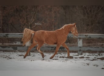 Appaloosa Mix, Ruin, 5 Jaar, 155 cm, Appaloosa