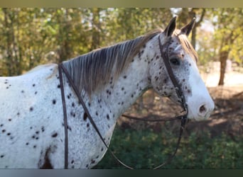 Appaloosa, Ruin, 5 Jaar, 155 cm, Donkere-vos