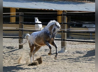 Appaloosa Mix, Ruin, 5 Jaar, 155 cm, Gevlekt-paard