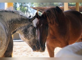 Appaloosa Mix, Ruin, 5 Jaar, 155 cm, Gevlekt-paard