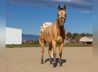 Appaloosa, Ruin, 5 Jaar, 155 cm