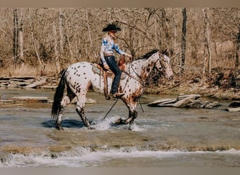 Appaloosa, Ruin, 5 Jaar, 160 cm, Roodbruin