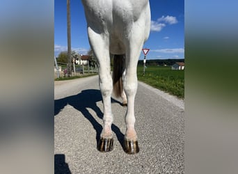 Appaloosa, Ruin, 5 Jaar, 161 cm