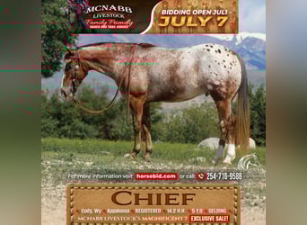 Appaloosa, Ruin, 5 Jaar, Donkere-vos