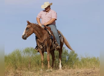 Appaloosa, Ruin, 5 Jaar, Donkere-vos