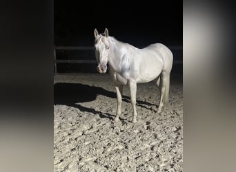 Appaloosa, Ruin, 5 Jaar, Palomino
