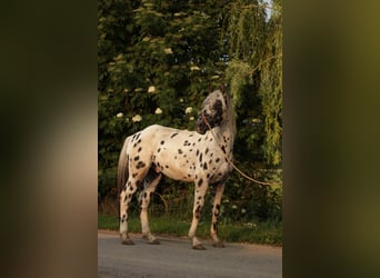 Appaloosa, Ruin, 5 Jaar