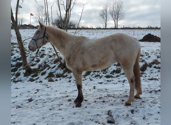 Appaloosa, Ruin, 5 Jaar