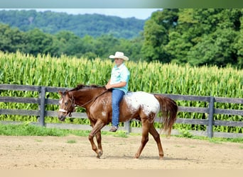 Appaloosa, Ruin, 5 Jaar, Roodvos