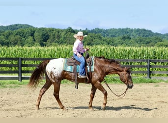 Appaloosa, Ruin, 5 Jaar, Roodvos