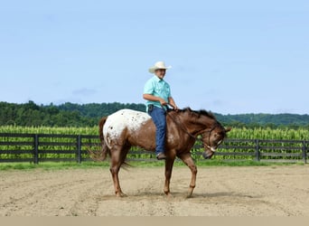 Appaloosa, Ruin, 5 Jaar, Roodvos