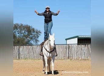 Appaloosa, Ruin, 5 Jaar, Wit