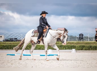 Appaloosa, Ruin, 5 Jaar, Wit