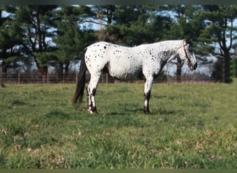 Appaloosa, Ruin, 6 Jaar, 132 cm, Schimmel