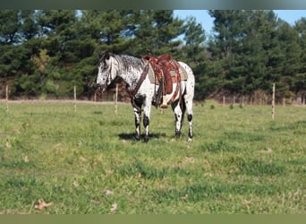 Appaloosa, Ruin, 6 Jaar, 132 cm, Schimmel