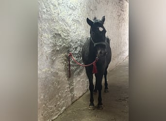 Appaloosa, Ruin, 6 Jaar, 138 cm