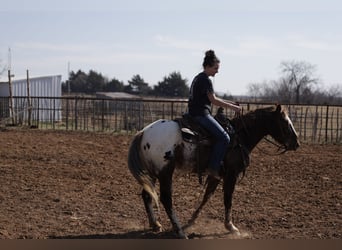 Appaloosa, Ruin, 6 Jaar, 145 cm, Donkere-vos