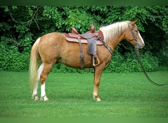 Appaloosa, Ruin, 6 Jaar, 145 cm, Palomino