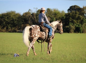 Appaloosa, Ruin, 6 Jaar, 145 cm