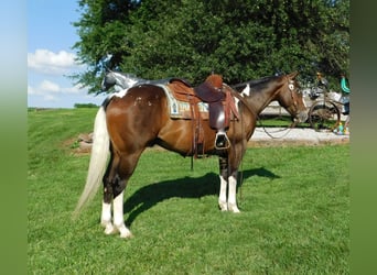 Appaloosa Mix, Ruin, 6 Jaar, 147 cm, Roodbruin