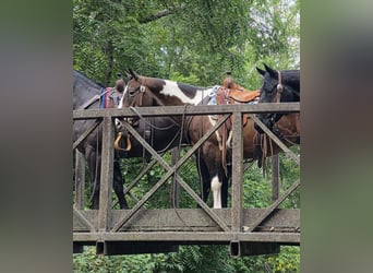Appaloosa Mix, Ruin, 6 Jaar, 147 cm, Roodbruin