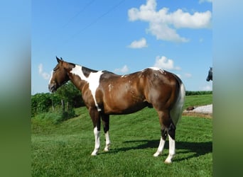Appaloosa Mix, Ruin, 6 Jaar, 147 cm, Roodbruin