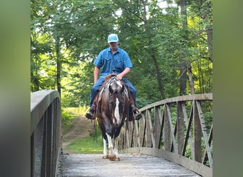 Appaloosa Mix, Ruin, 6 Jaar, 147 cm, Roodbruin