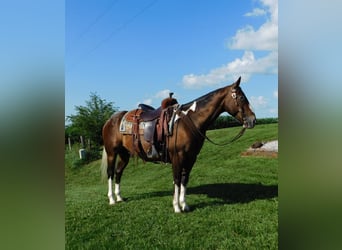 Appaloosa Mix, Ruin, 6 Jaar, 147 cm, Roodbruin