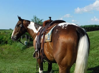 Appaloosa Mix, Ruin, 6 Jaar, 147 cm, Roodbruin