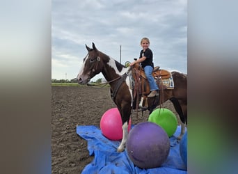 Appaloosa Mix, Ruin, 6 Jaar, 147 cm, Roodbruin