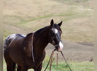 Appaloosa, Ruin, 6 Jaar, 152 cm, Donkerbruin