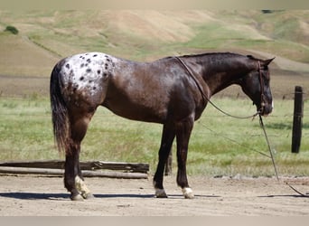 Appaloosa, Ruin, 6 Jaar, 152 cm, Donkerbruin