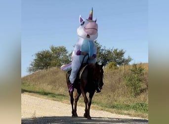 Appaloosa, Ruin, 6 Jaar, 152 cm, Donkere-vos