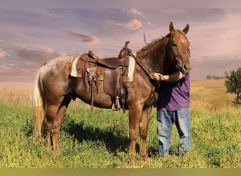 Appaloosa, Ruin, 6 Jaar, 152 cm, Donkere-vos