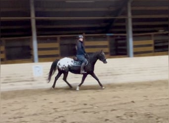 Appaloosa, Ruin, 6 Jaar, 152 cm, Gevlekt-paard