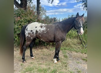 Appaloosa, Ruin, 6 Jaar, 152 cm, Gevlekt-paard