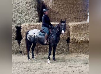 Appaloosa, Ruin, 6 Jaar, 152 cm, Gevlekt-paard