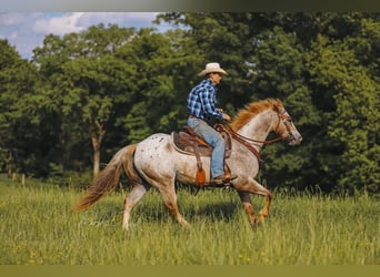 Appaloosa, Ruin, 6 Jaar, 152 cm