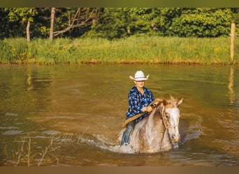 Appaloosa, Ruin, 6 Jaar, 152 cm