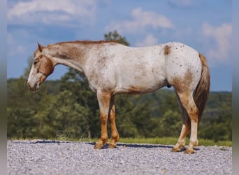 Appaloosa, Ruin, 6 Jaar, 152 cm