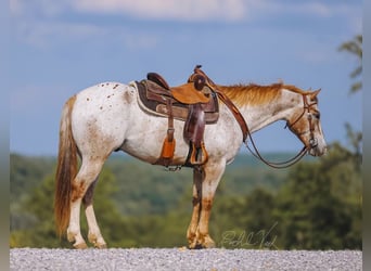 Appaloosa, Ruin, 6 Jaar, 152 cm