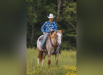 Appaloosa, Ruin, 6 Jaar, 152 cm