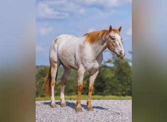 Appaloosa, Ruin, 6 Jaar, 152 cm